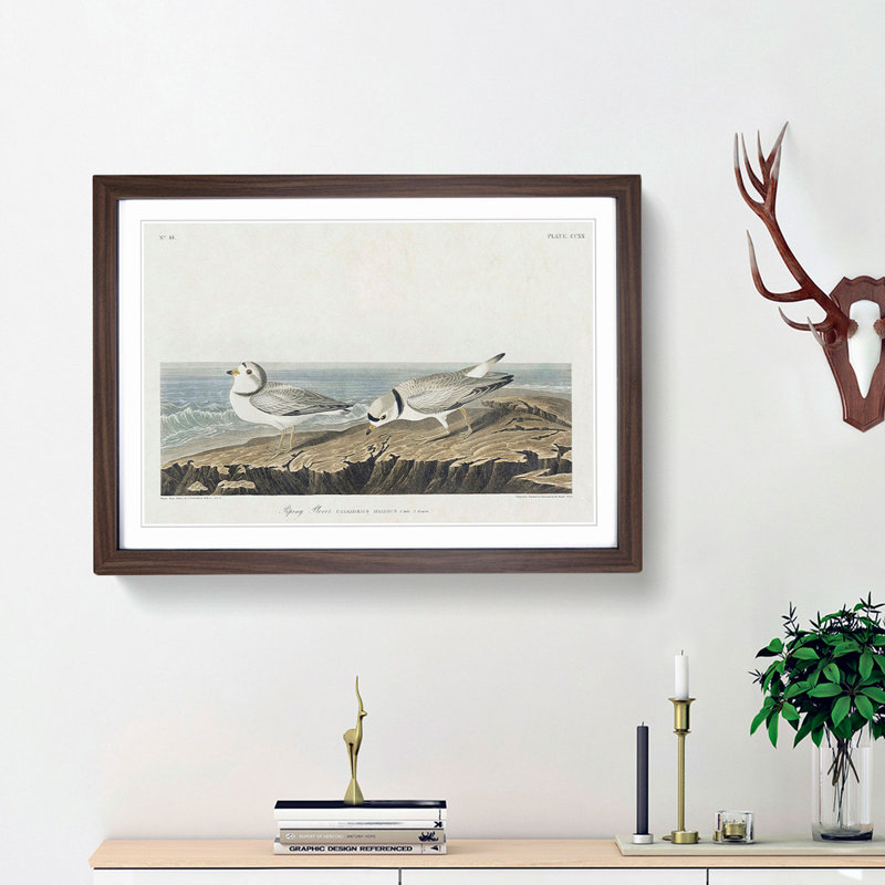 Piping Plover Birds by John Audubon - Picture Frame Painting Print, 27cm H x 36cm W x 2cm D, Walnut Framed