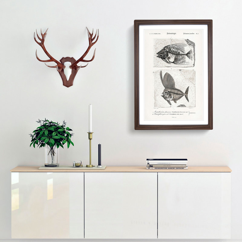 Fish Fossil Illustrations PL. L by Charles D'Orbigny - Picture Frame Painting Print, 87cm H x 62cm W x 2cm D, Walnut Framed