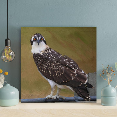 " An Osprey Bird During Daytime " Painting Print