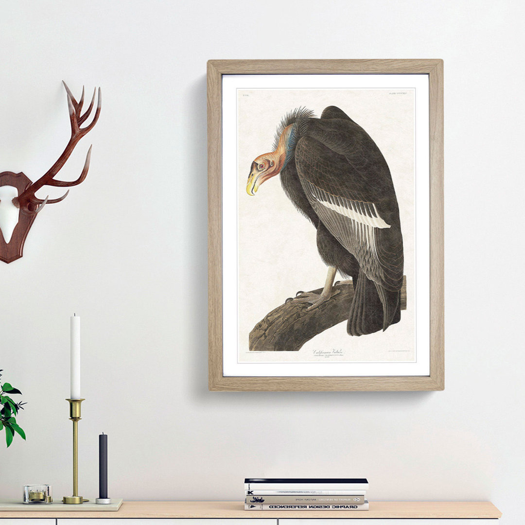 Californian Vulture by John Audubon - Picture Frame Painting Print