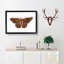 Sable Moth by George Shaw - Picture Frame Painting Print-55613250-55613245