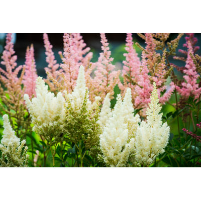 Astilbe Flowers Growing In The Garden by Mindstyle - Wrapped Canvas Print