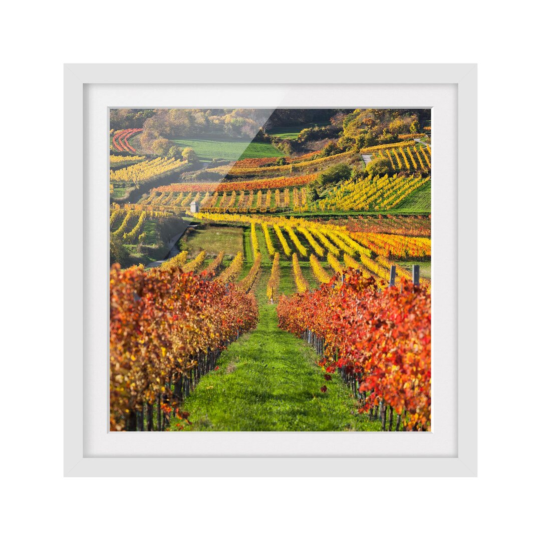 Gerahmtes Poster Vineyard View