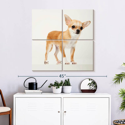 Chihuahua précieux Brampt
