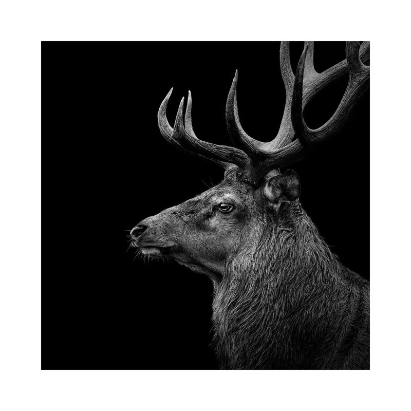 Deer In Black And White by Lukas Holas - Wrapped Canvas Print, 45.72 cm H x 45.72 cm W
