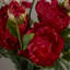 Arrangement floral orchidées et pivoines dans un vase-99224086