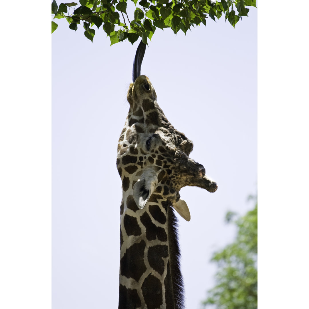 Giraffe, die nach Blättern greift von Thermalx - Druck