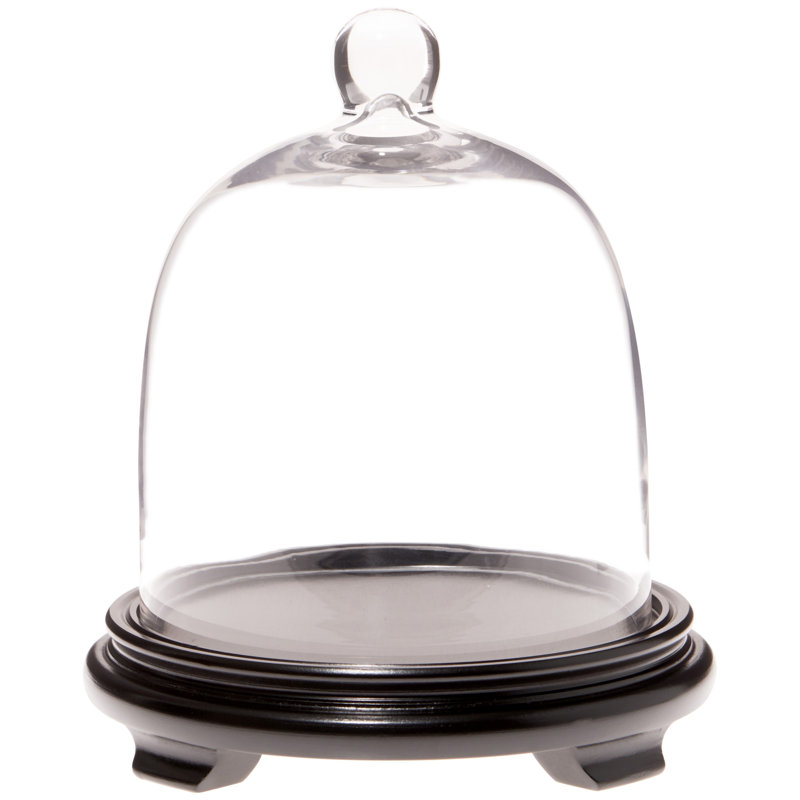 Cloche cloche en verre 7,875 "x 9,5", Base en placage de bois noir