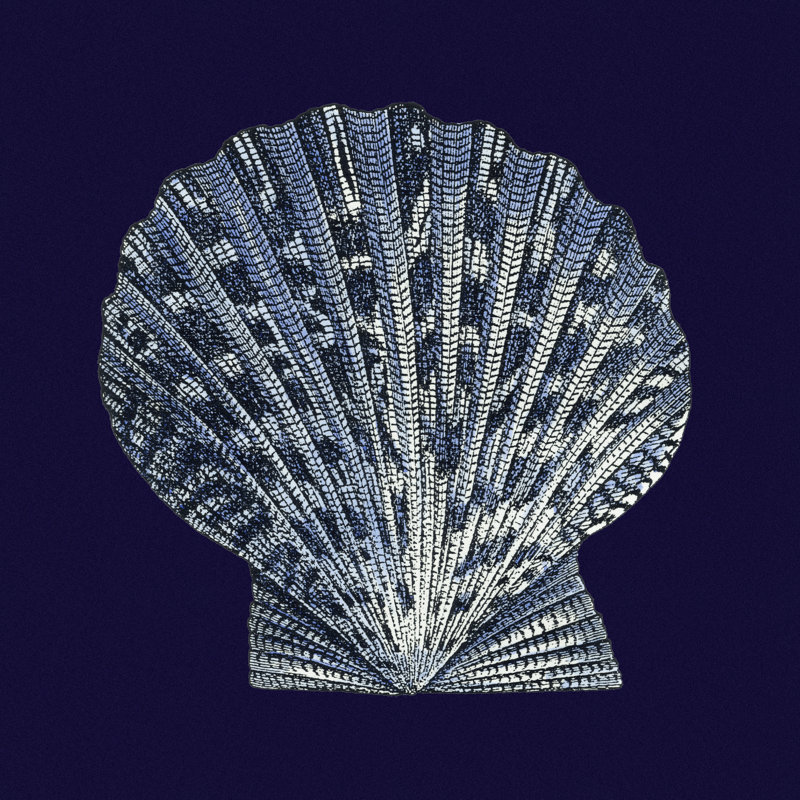 Y SE PAPER Indigo Shells, H 12 po x l 12 po x P 1,25 po
