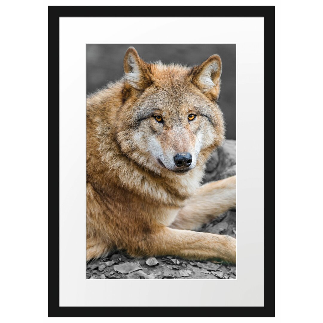 Gerahmtes Fotoposter "Stolzer Wolf auf einem Stein