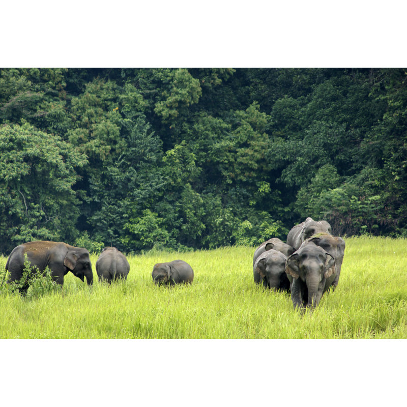 Several Asian Elephants In A Field Surrounded By Trees - Wrapped Canvas Print, 30cm H x 46cm W