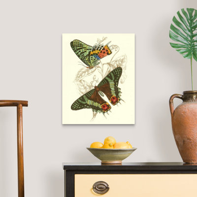 «Jardine Butterflies IV» par Jardine William, reproduction d'art sur toile