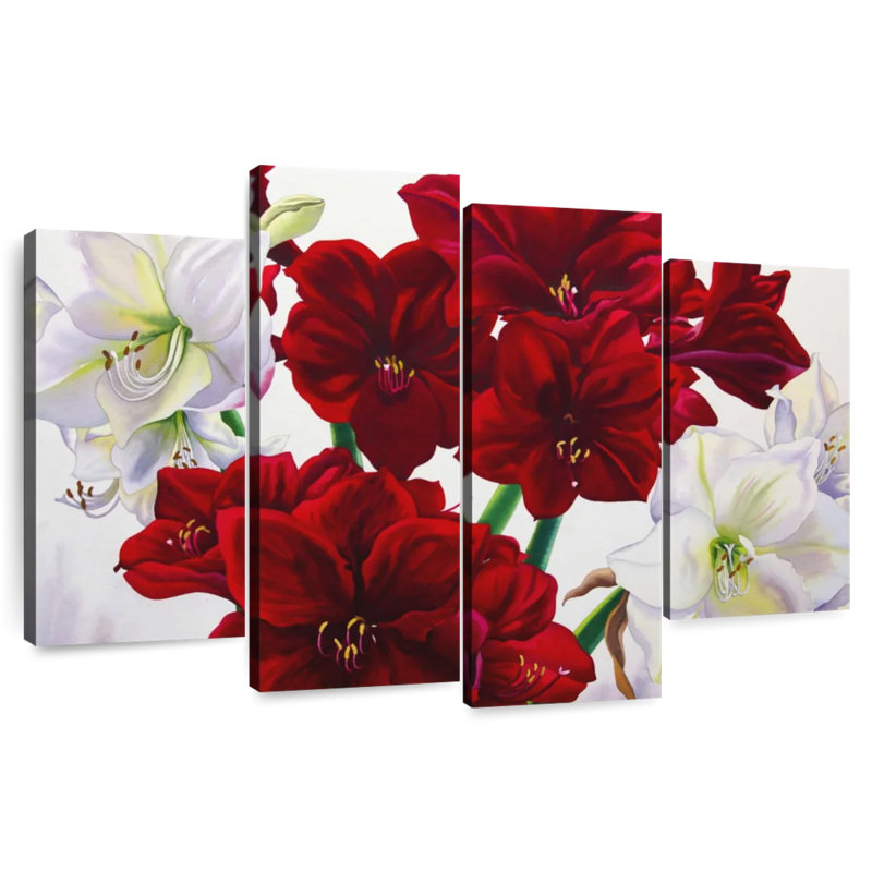 Amaryllis Harnek rouge et blanc, H 27 po x l 43 po