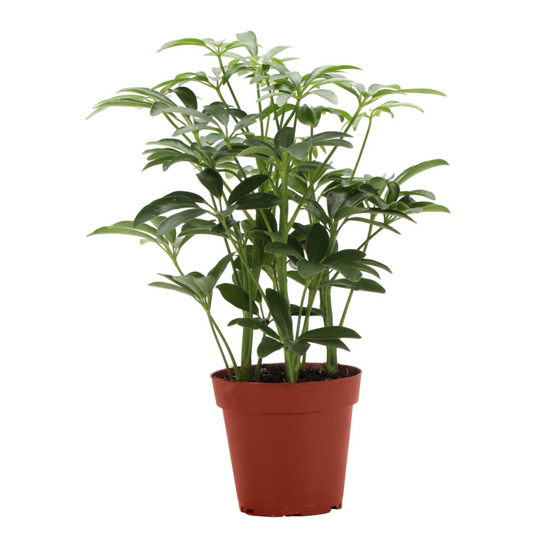 Live Arboricola Plant