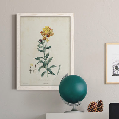 " Traditional Botanical III " Painting Print