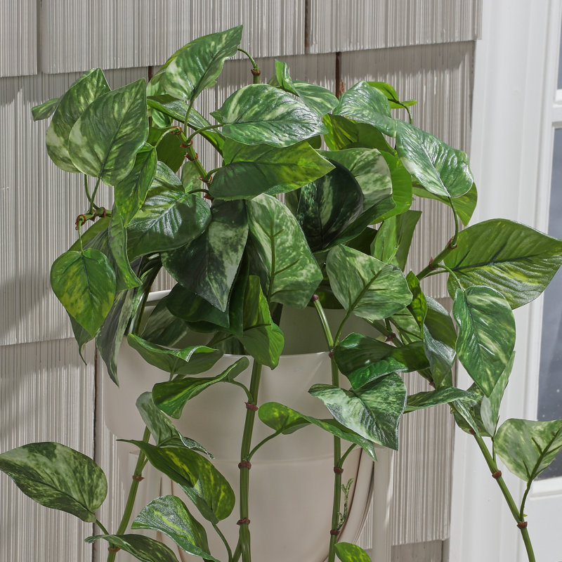 Pothos 42 po