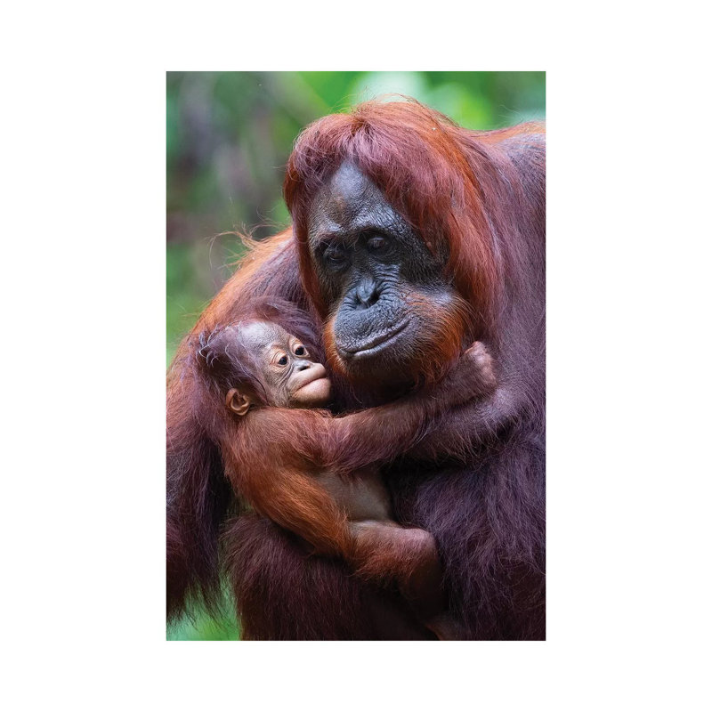 Orangutan Mother And Baby Borneo - Wrapped Canvas Print, 20.32 cm H x 30.48 cm W