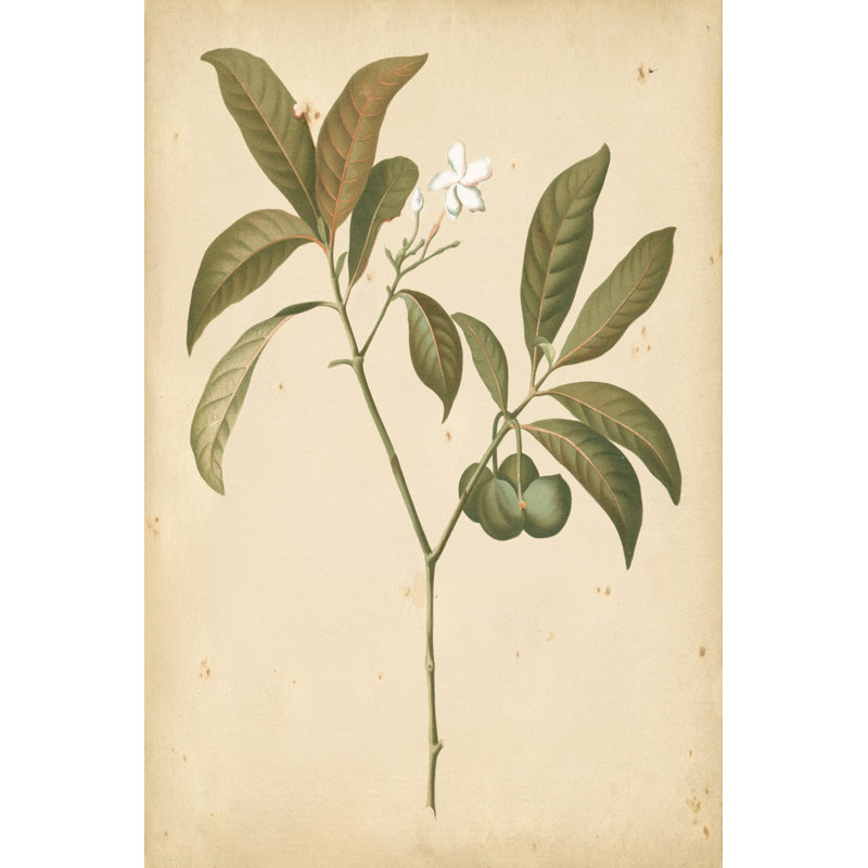 Natures Greenery V - Wrapped Canvas Print, 30cm H x 20cm W