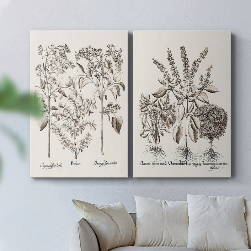 Toile tendue sépia Besler Botanicals I-Premium Gallery - prête à être accrochée, H 36 po x l 24 po