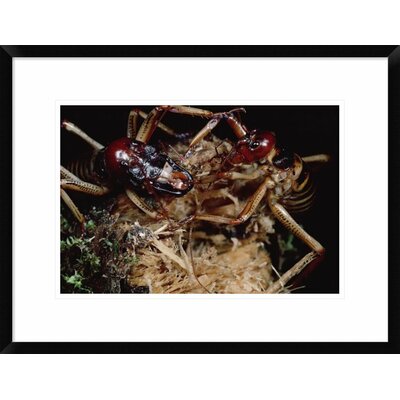 Tree Weta Male with Larger Head and Female, New Zealand' Framed Photographic Print -  Global Gallery, DPF-450698-1218-266 Wall Art