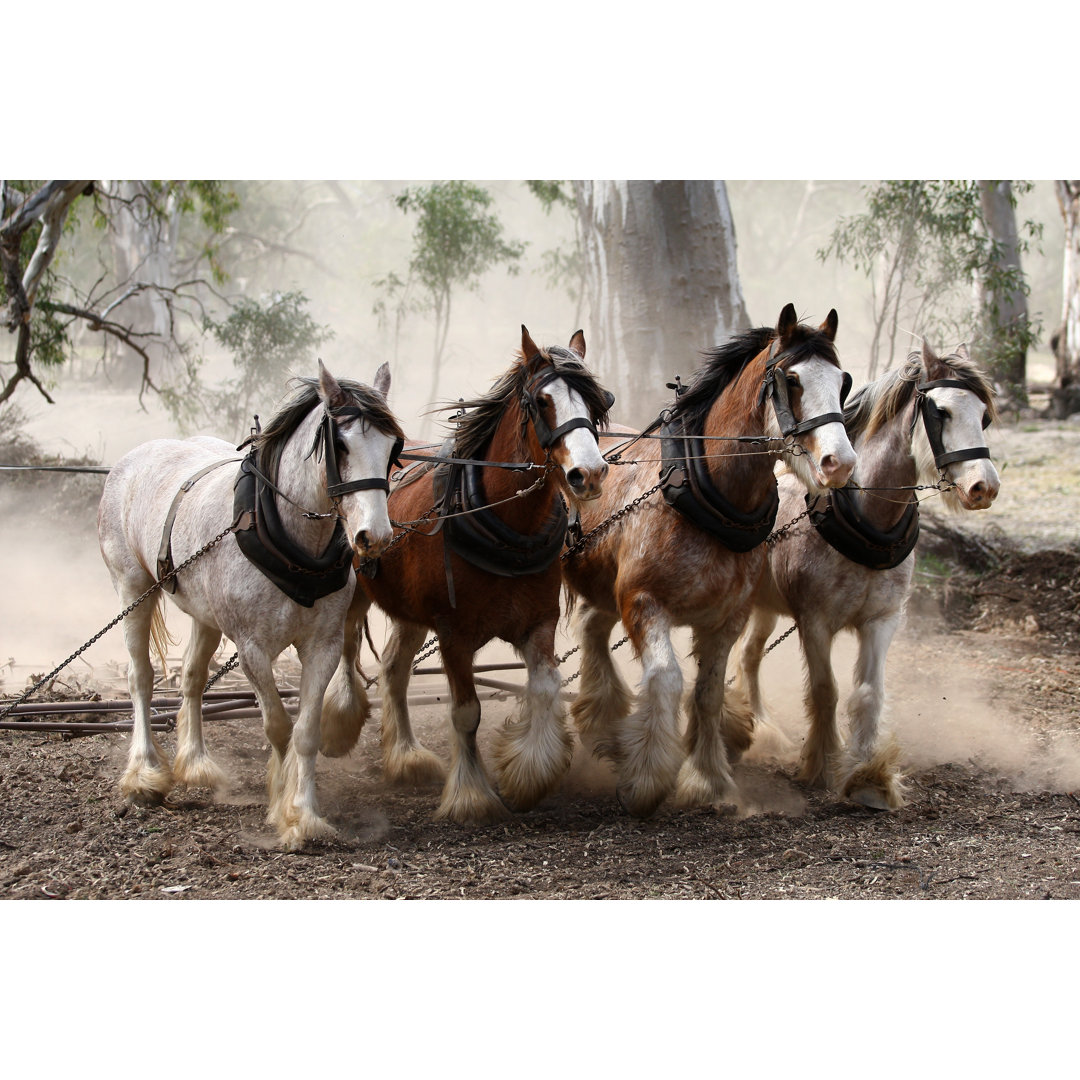 Clydesdale-Pferde im Freien von Shazzashaw - Leinwandbild