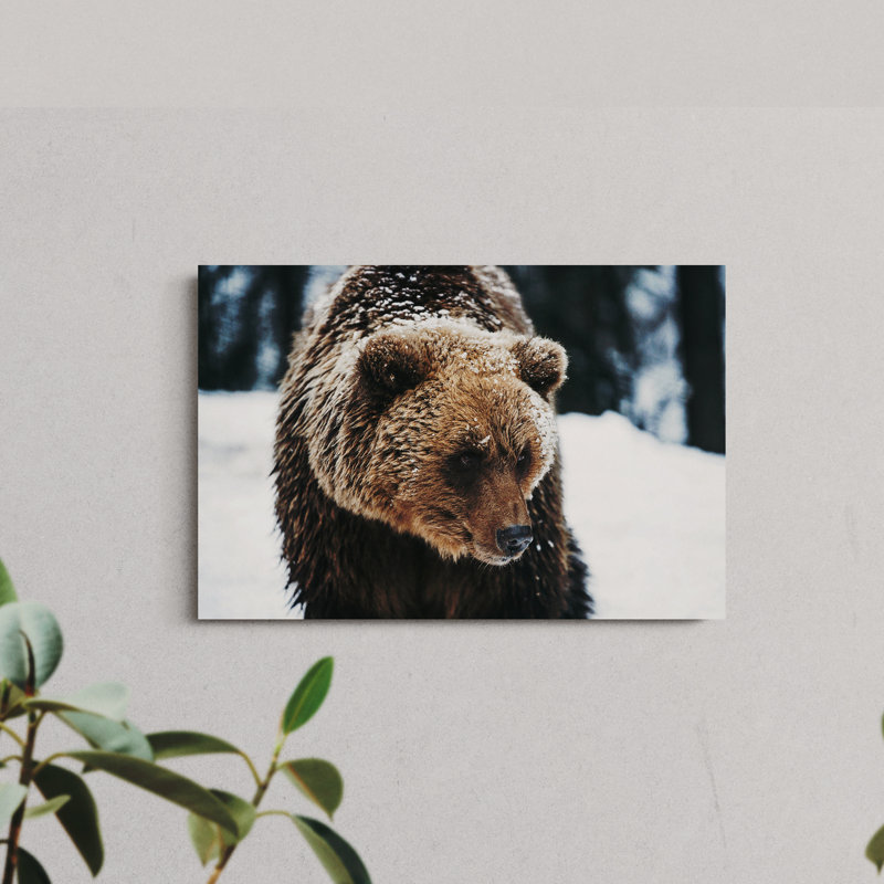 Grizzly Bear on Snow, 16" H x 24" W