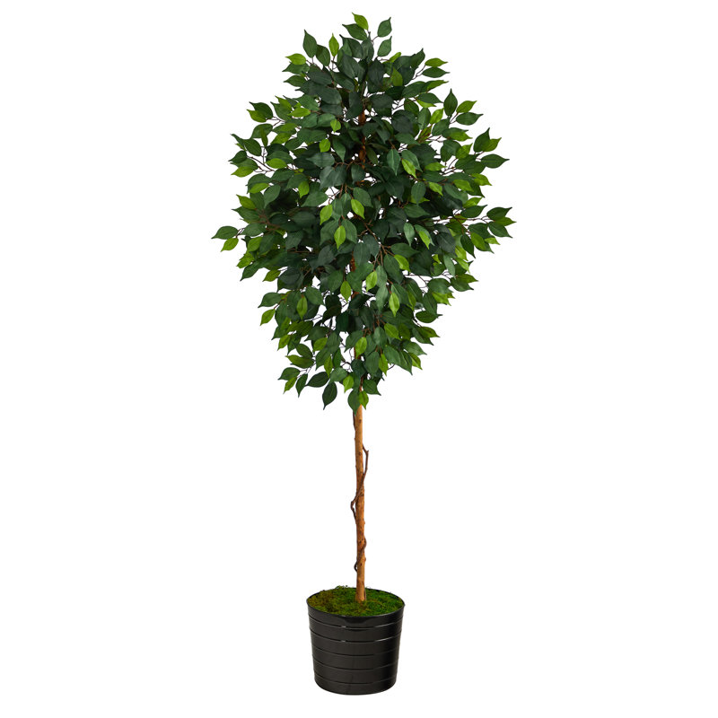 72'' Faux Ficus Tree in Metal Planter, Black