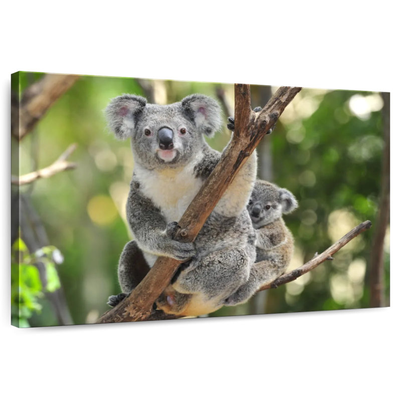 Koala australien, H 34 po x l 51 po