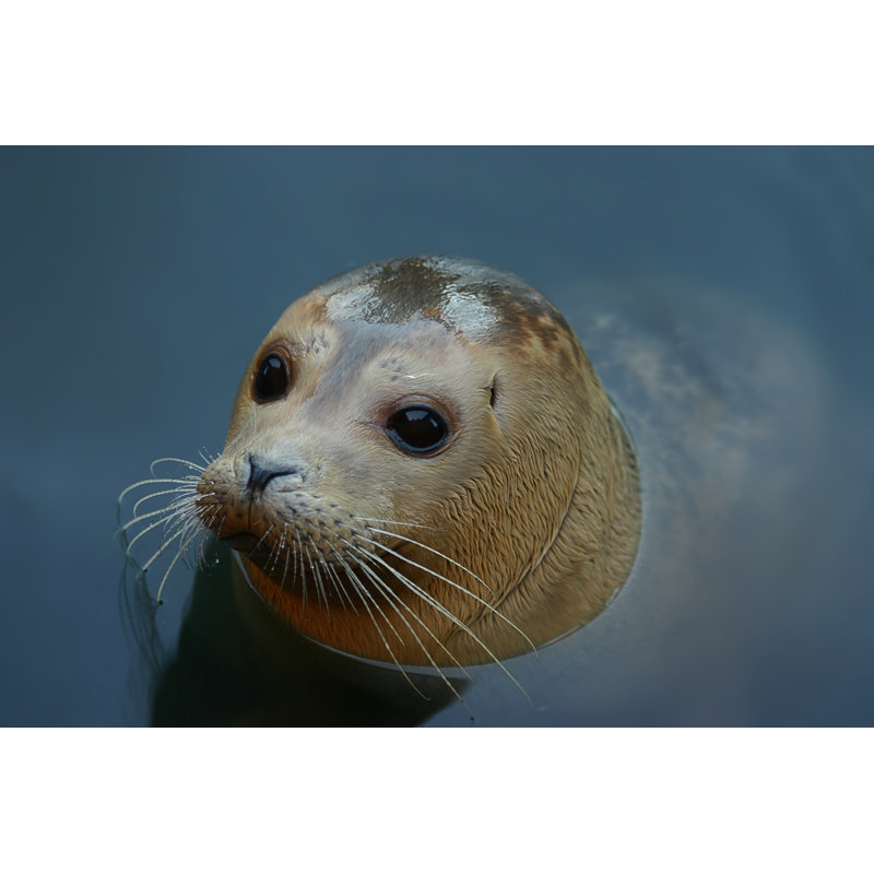 Grey Seal by Andyd, 8" H x 12" W