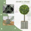 50cm Tree