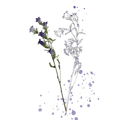 Botany Flower II -  Graphic Art