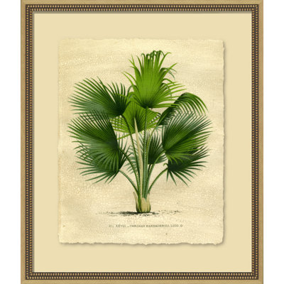 Island Palm IV Painting