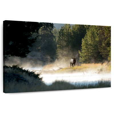 Alvord Elk Along Yellowstone River