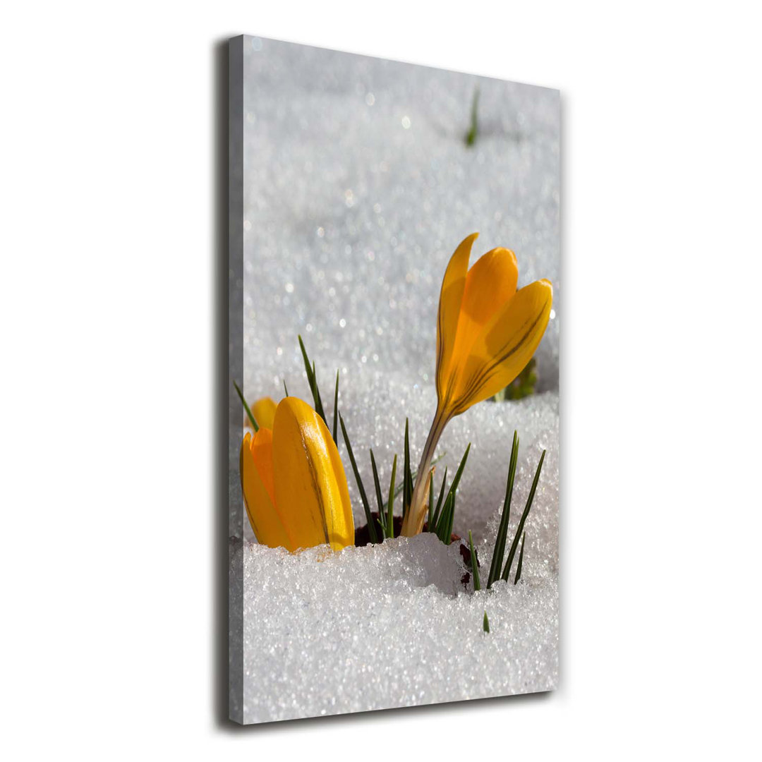 Gelbe Krokusse - Wrapped Canvas Kunstdruck