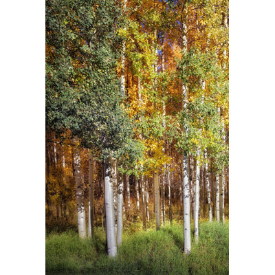 «Aspen Glen I» par David Drost, reproduction sur toile tendue