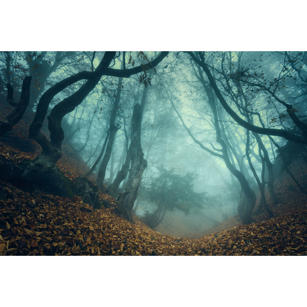 Leinwandbild Trail durch einen geheimnisvollen dunklen alten Wald im Nebel