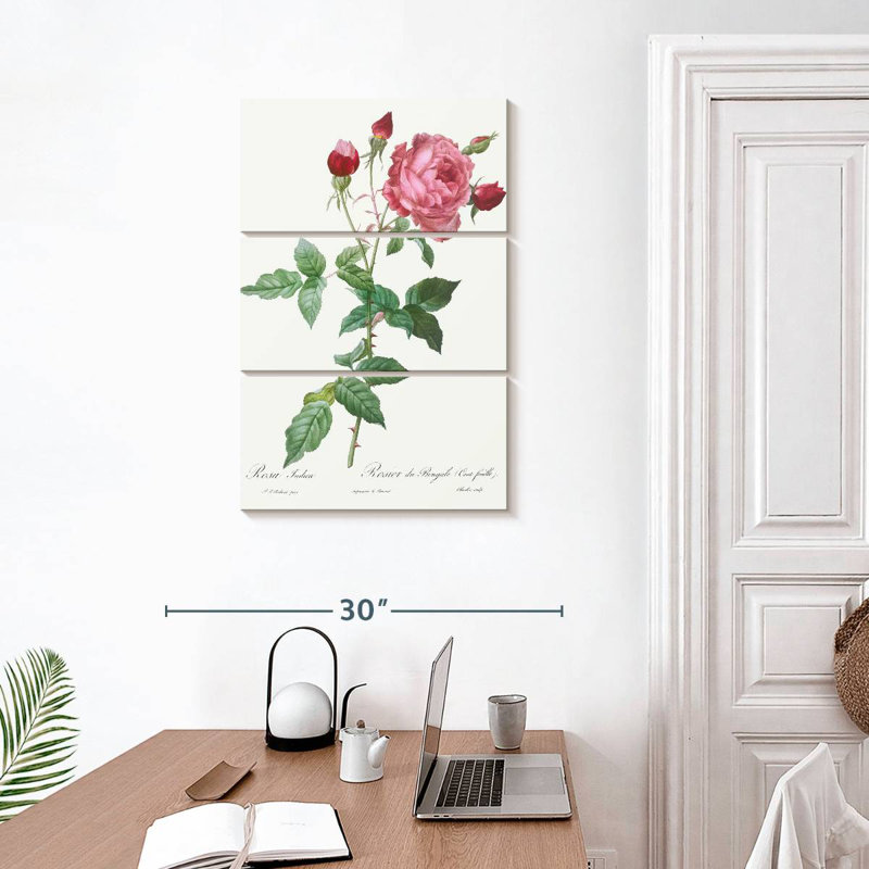 Provence Rose Rosa Indica de Les Roses, H 32 po x l 20 po