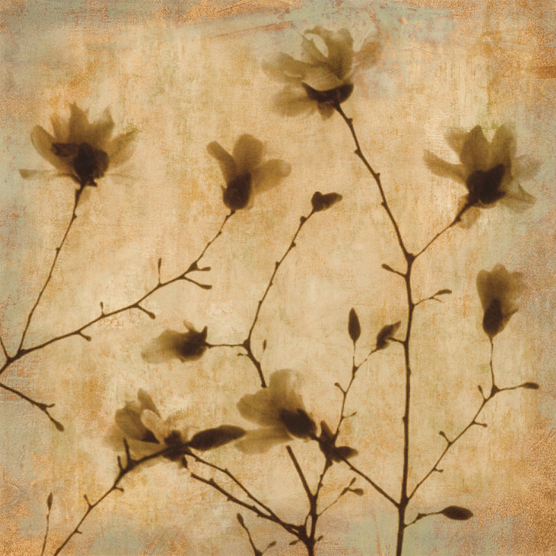 Magnolias II by Caroline Kelly - Wrapped Canvas Print, 30cm H x 30cm W