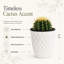 Plante grasse vivante avec cactus Live
