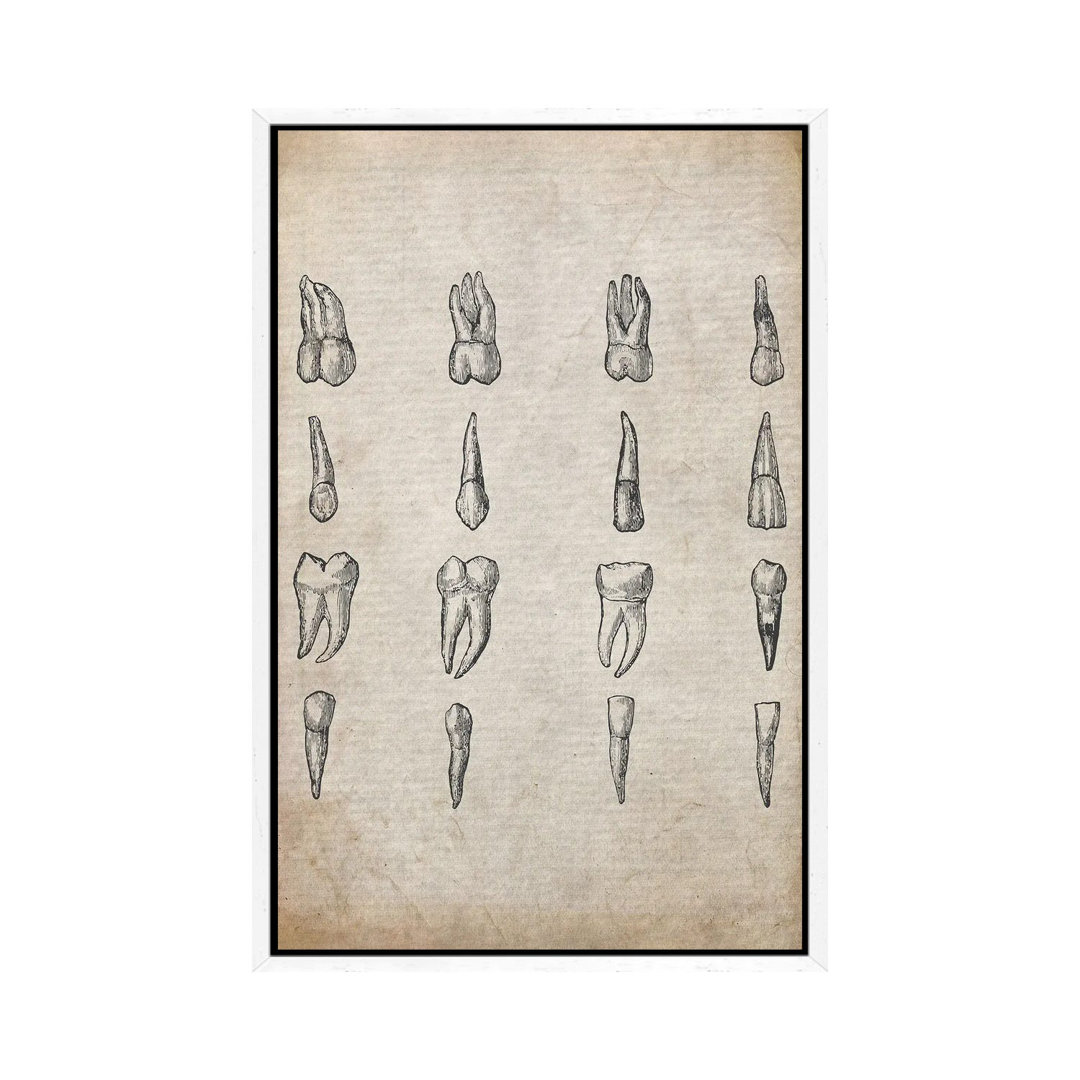 Vintage Teeth Medical Print von FisherCraft - Galerie-verpackte Leinwand Giclée auf Leinwand