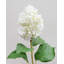 Cream White Cone Hydrangea 35.5"