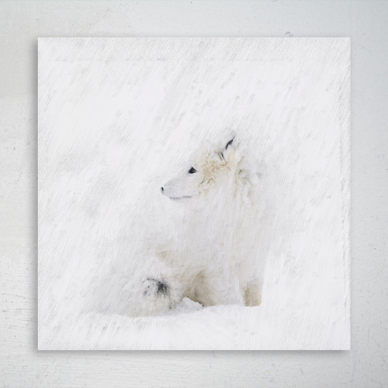 «White Fox On White Snow» - Impression sur toile tendue carrée 1 pièce, H 12 po x l 12 po x P 2 po