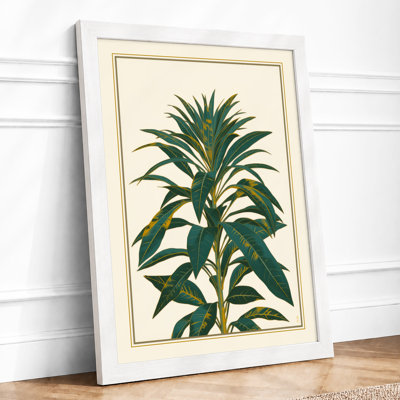 Study Botanical - Framed Print