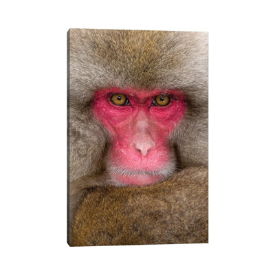 Snow Monkey Eye Contact Japan Vertical by Mogens Trolle - Wrapped Canvas Print
