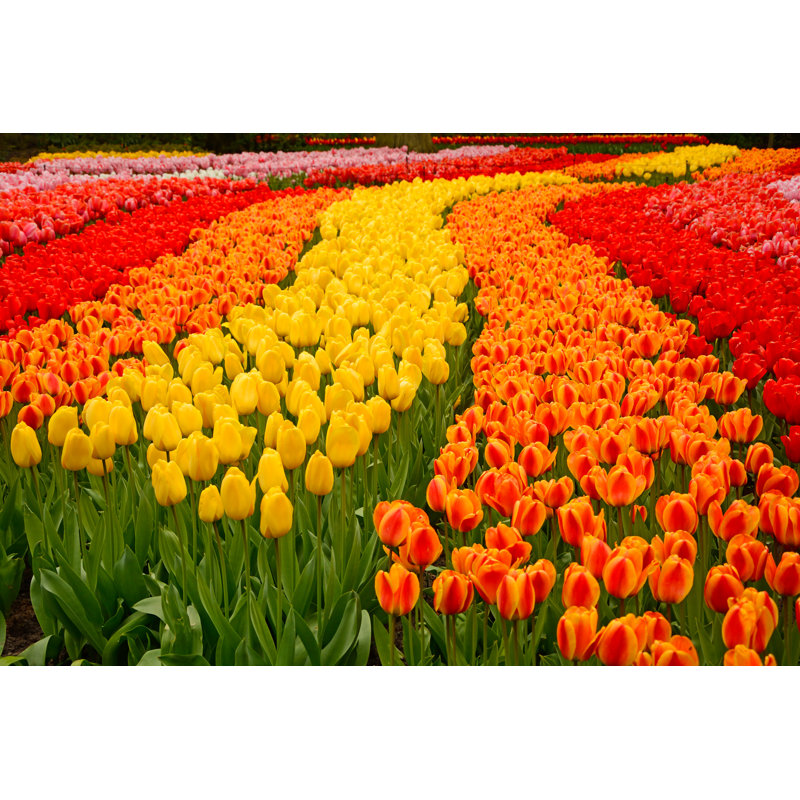 Tulips - Wrapped Canvas Print, 30cm H x 46cm W x 3.8cm