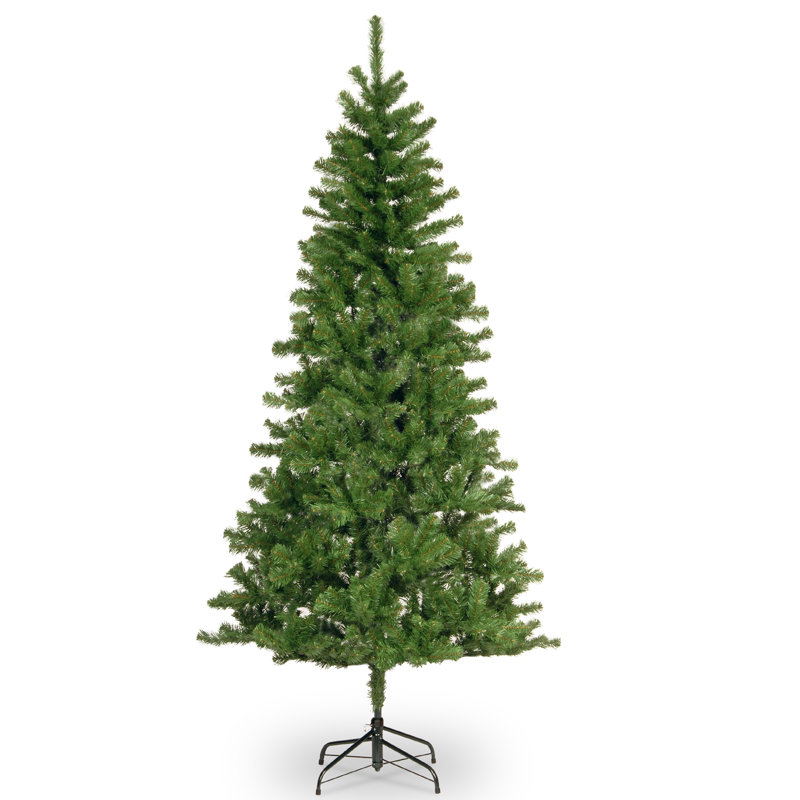 Sapin canadien, H 7 pi