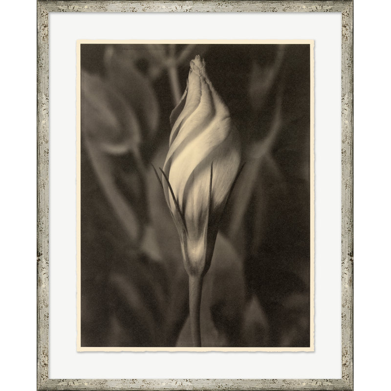 Sepia Flowers 4 Print by Bespoke By Baker
