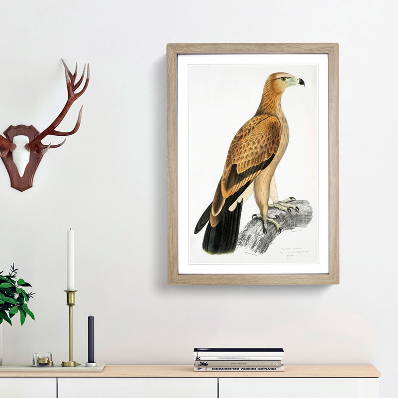 Tawny Eagle by John Edward Gray - Framed Print, 65cm H x 48cm W x 2cm D, Oak Framed