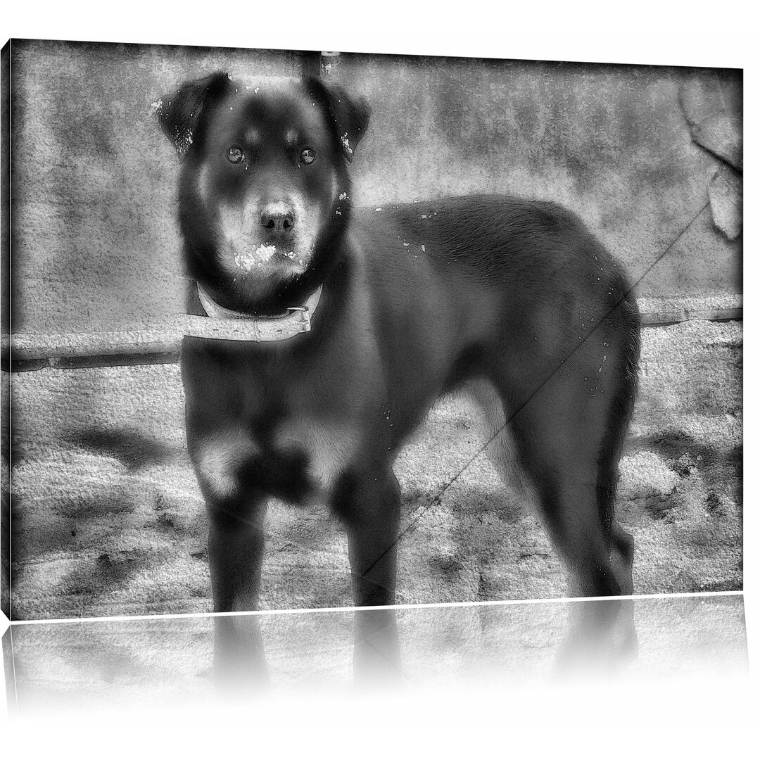 Leinwandbild Prächtiger Rottweiler in Monochrom