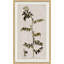 17th Century Wild Flower Studies II Painting